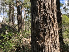 Angophora