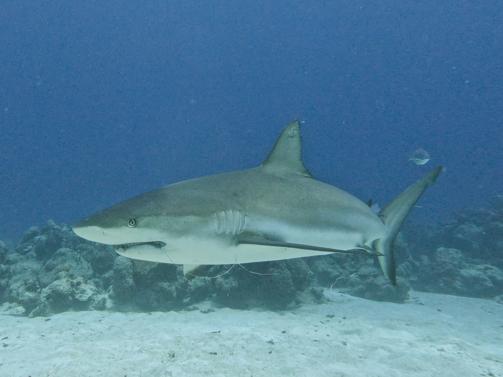 Caribbean reef shark gliding low over sand and coral