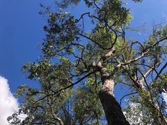 Angophora