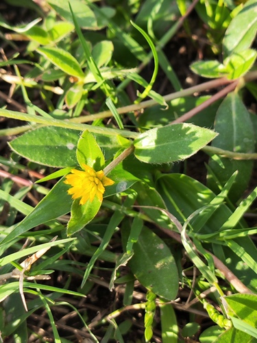 Gomphrena nitida