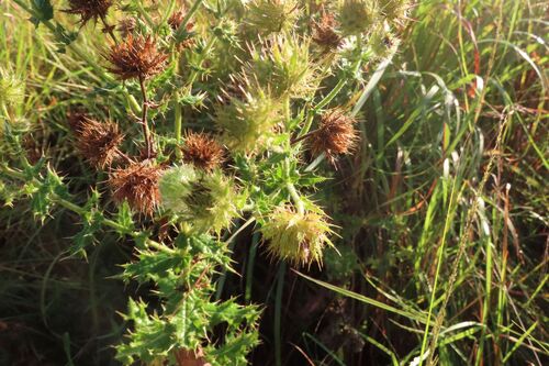 Berkheya bipinnatifida, photograph 4