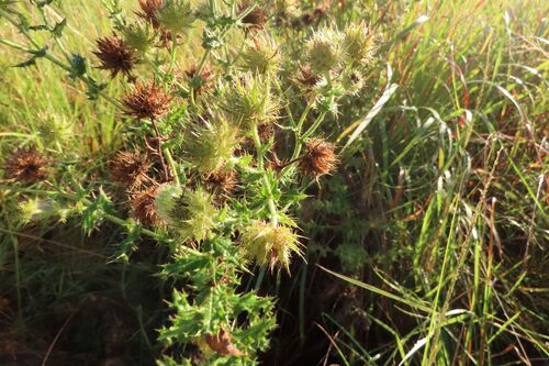 Berkheya bipinnatifida, photograph 2