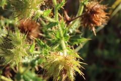 Berkheya bipinnatifida, photograph (c) Bruno - Yolande Zanette, some rights reserved (CC BY)