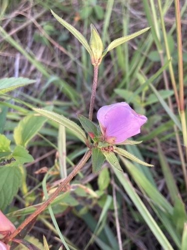 Osbeckia chinensis observed 2026-04-26