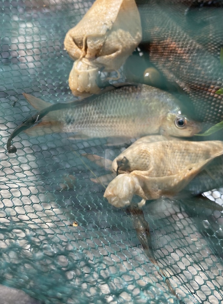 Beardless Barb (Cyclocheilichthys apogon)