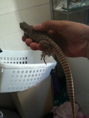 Dipsosaurus dorsalis dorsalis