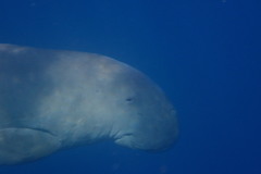 Dugong dugon