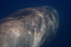 Dugong dugon