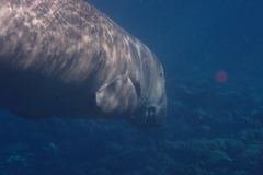 Dugong dugon