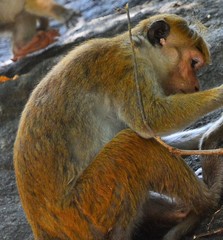 Macaca sinica