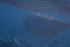 Dugong dugon
