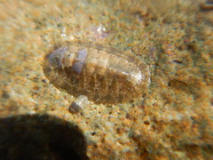 Chiton