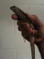 Dipsosaurus dorsalis dorsalis