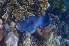 Pseudobalistes fuscus