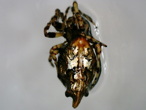 Cyclosa saismarka