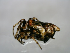 Cyclosa saismarka