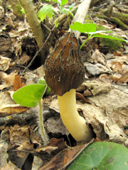 Morchella semilibera