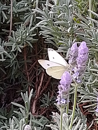 Small White