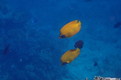 Chaetodon semilarvatus