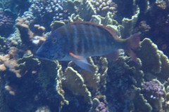 Lethrinus mahsena