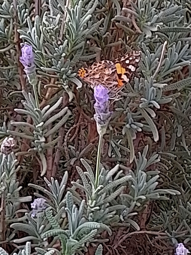 Australian Painted Lady
