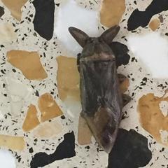 Lethocerus patruelis