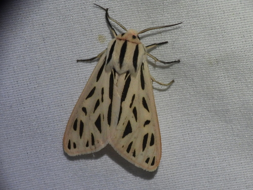 Arge Moth photo 6