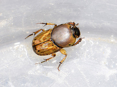 Euoniticellus fulvus