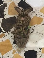 Lethocerus patruelis