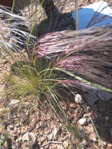 Tall Bushman Grass