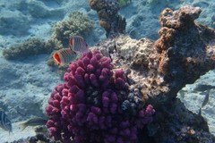 Chaetodon paucifasciatus