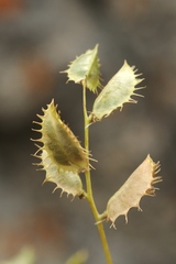 Astragalus schmalhausenii