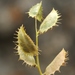 Astragalus schmalhausenii - Photo (c) vladimir_epiktetov, algunos derechos reservados (CC BY-NC), subido por vladimir_epiktetov