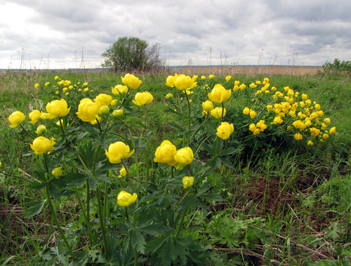 European Globeflower