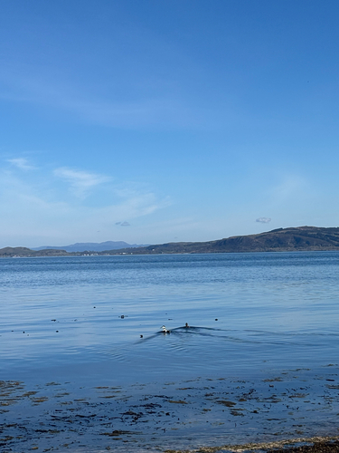 Common Eider