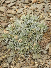 Astragalus schrenkianus