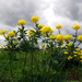 European Globeflower - Photo (c) sokolkov2002, some rights reserved (CC BY-NC), uploaded by sokolkov2002
