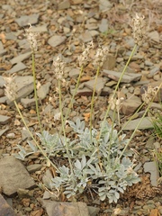 Astragalus schrenkianus