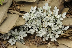 Astragalus schrenkianus