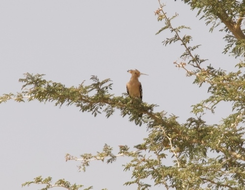 Common Hoopoe
