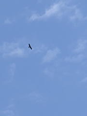 Milvus migrans formosanus