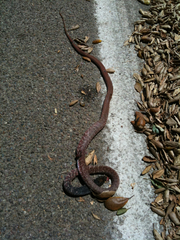 Masticophis flagellum piceus