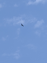 Milvus migrans formosanus