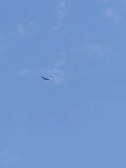 Milvus migrans formosanus