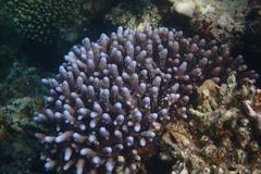 Acropora humilis