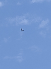 Milvus migrans formosanus