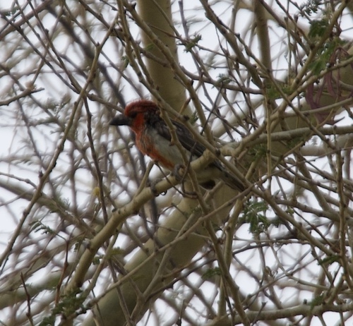 Vieillot's Barbet