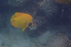 Chaetodon semilarvatus