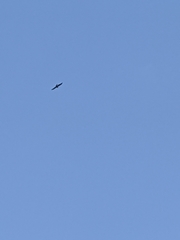 Milvus migrans formosanus