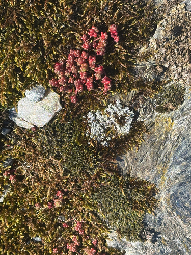 English Stonecrop